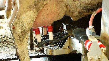 Digital Cowshed Milking Robot